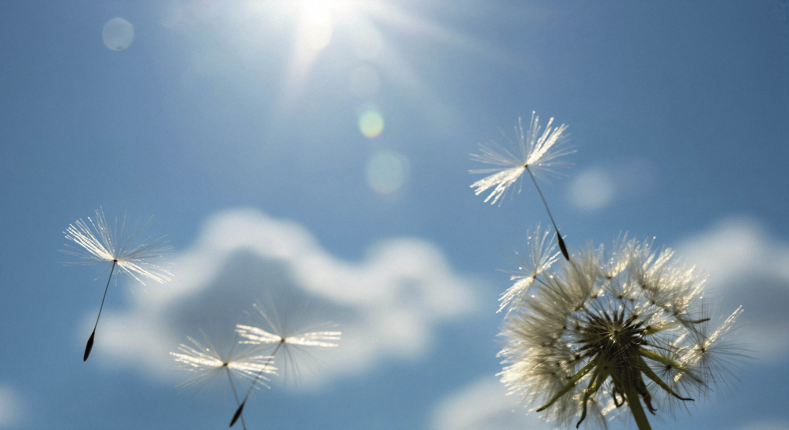 dandelion-seeds-floating-sunlight-copiar-scaled